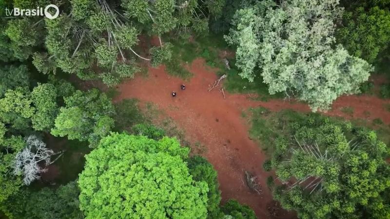 Peabiru: O caminho ancestral de beleza e mistério